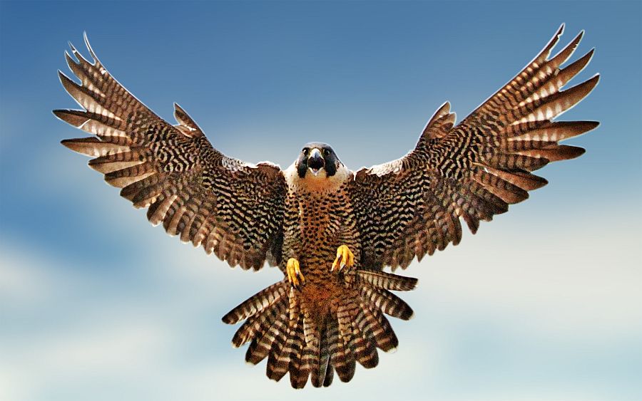 Falcon falcon-native