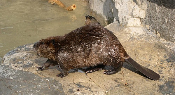 Beaver