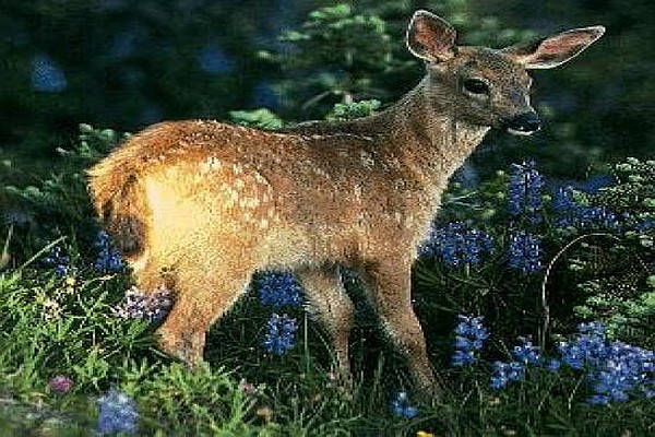 wild deer