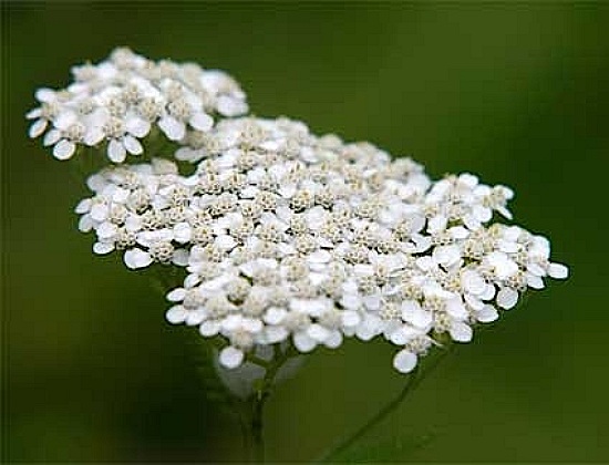 Yarrow yarrow herb