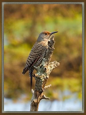 Northern Flicker Female Northern Flicker Female