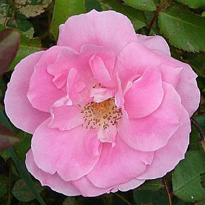 Wild Pink Rose