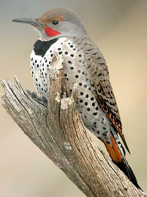 Yellow Shafted Flicker Yellow Shafted Flicker