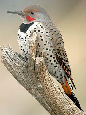 Yellow Shafted Flicker