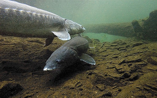 sturgeon