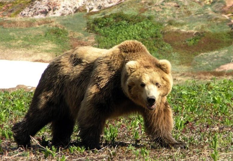 Brown Bear Mother and Cubs