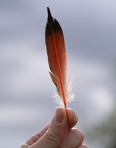 Flicker Feather