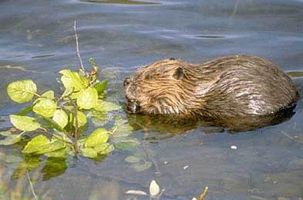 beaver