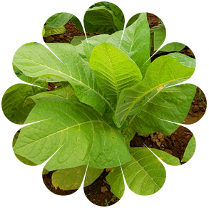 tobacco_plant