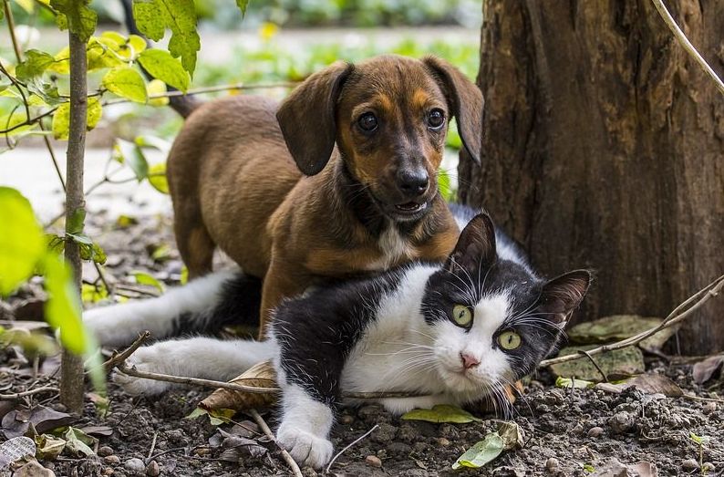 Can Cats and Dogs See Spirits? cats dogs