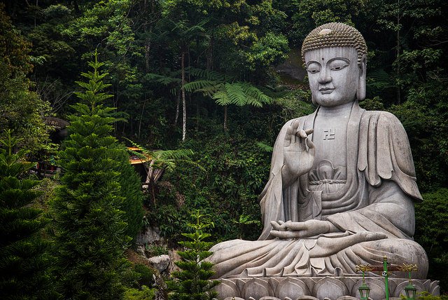 A Basic Buddhism Guide: What is Meditation? buddha tree