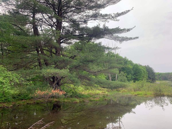 Wild edge on the lake Wild edge on the lake