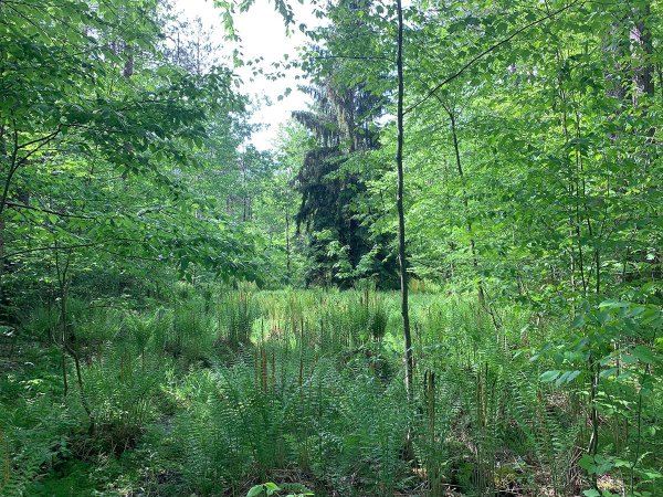 Get to know some wild spaces, like this forest bog!