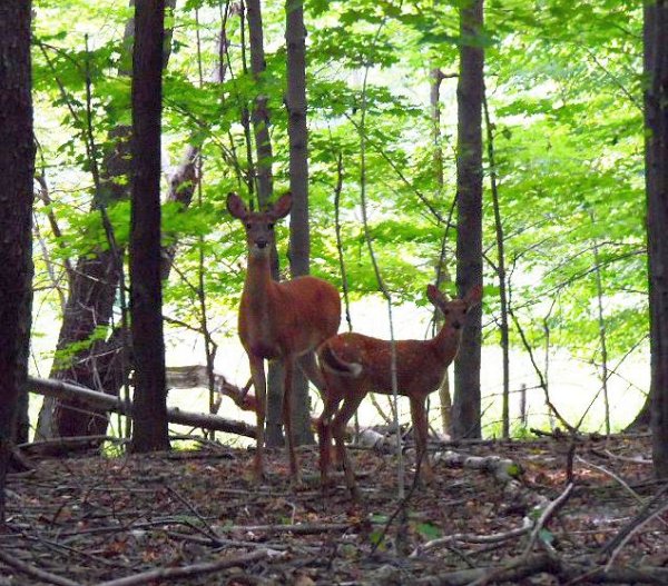 Embracing the Wilds at Lughnasadh