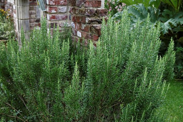 rosmarinus officinalis rosemary capel