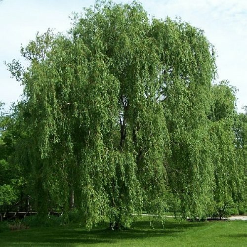 white_willow