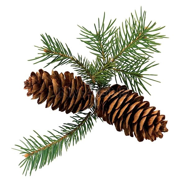 Flora Magic - Pine Trees Flora Magic - Pine Trees