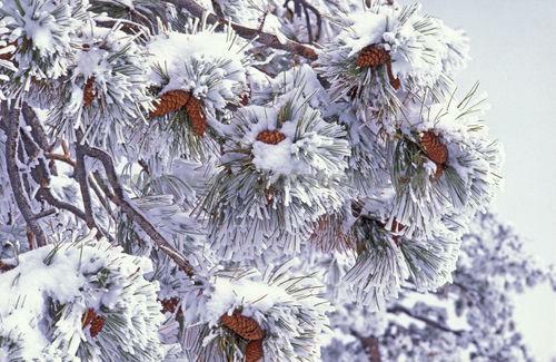 Snow Covered Pine Branches Snow Covered Pine Branches