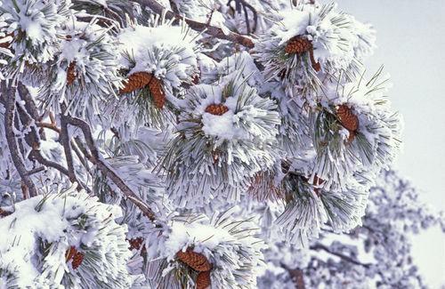 Snow Covered Pine Branches