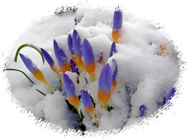 Crocus in the Snow