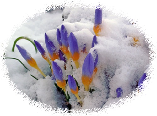 Crocus in the Snow crocus snow1