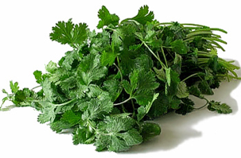 coriander