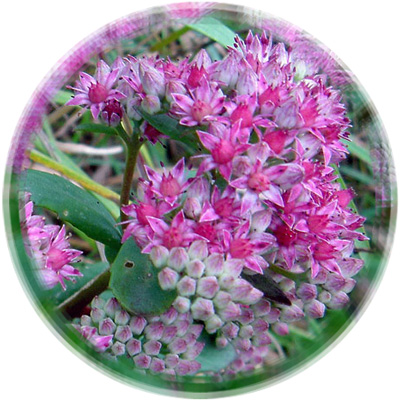 litha_sedum_telephium_orpine_magick