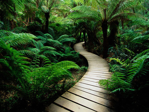 serene_nature_spirit_path