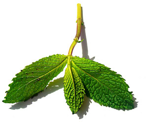 mint_leaves