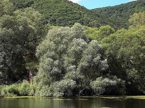 The Power of the Willow Tree