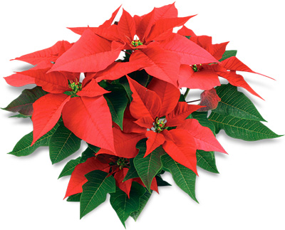 poinsettia