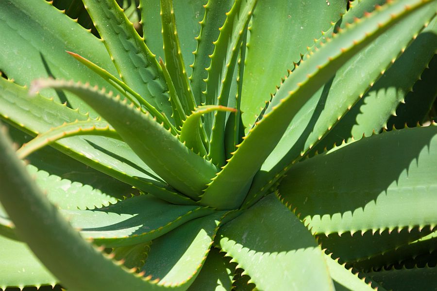 aloe vera plant