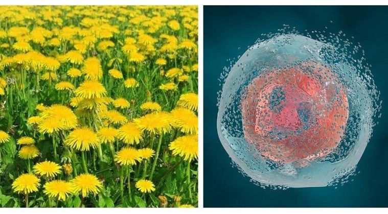 this plant makes cancer cells disintegrate within 48 hours