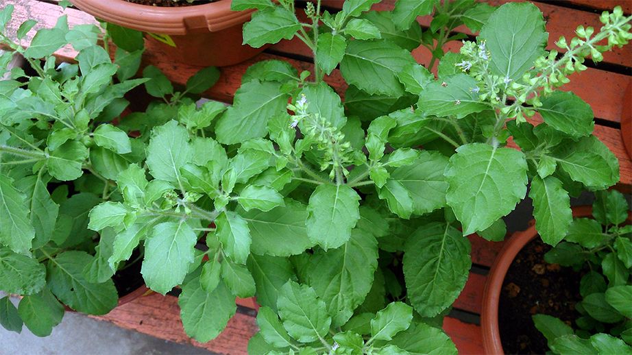Holy Basil: An Incomparable Remedy For Stress Relief holy_basil_ocimum_tenuiflor