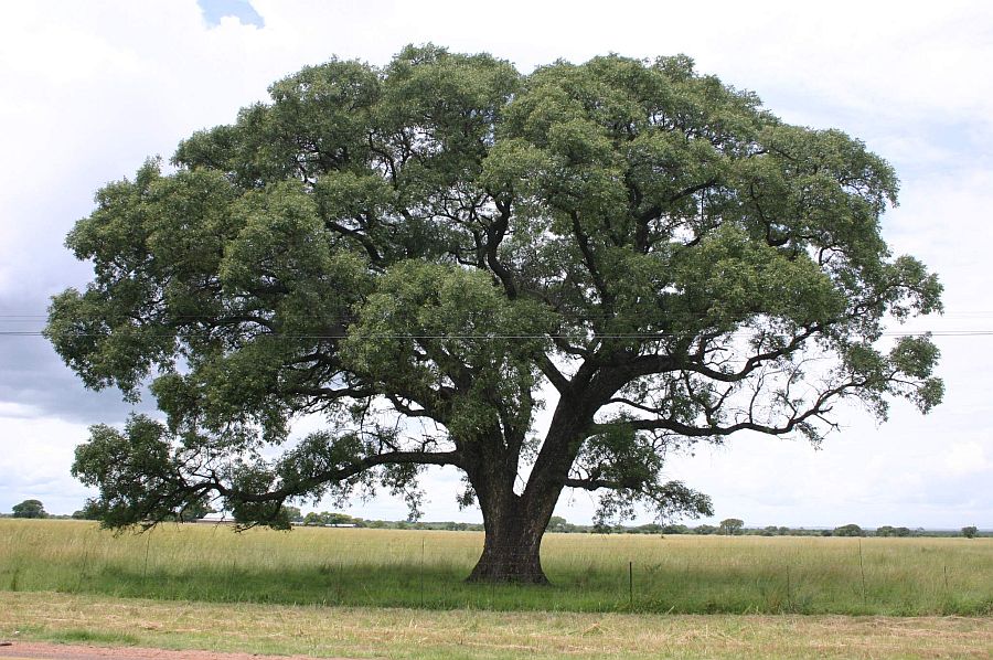 marula-tree