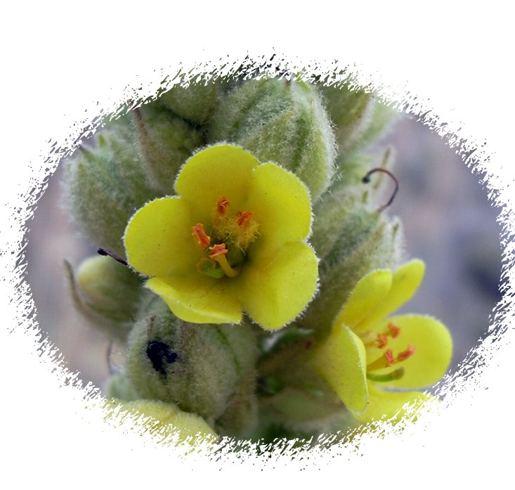 mullein 11 cw