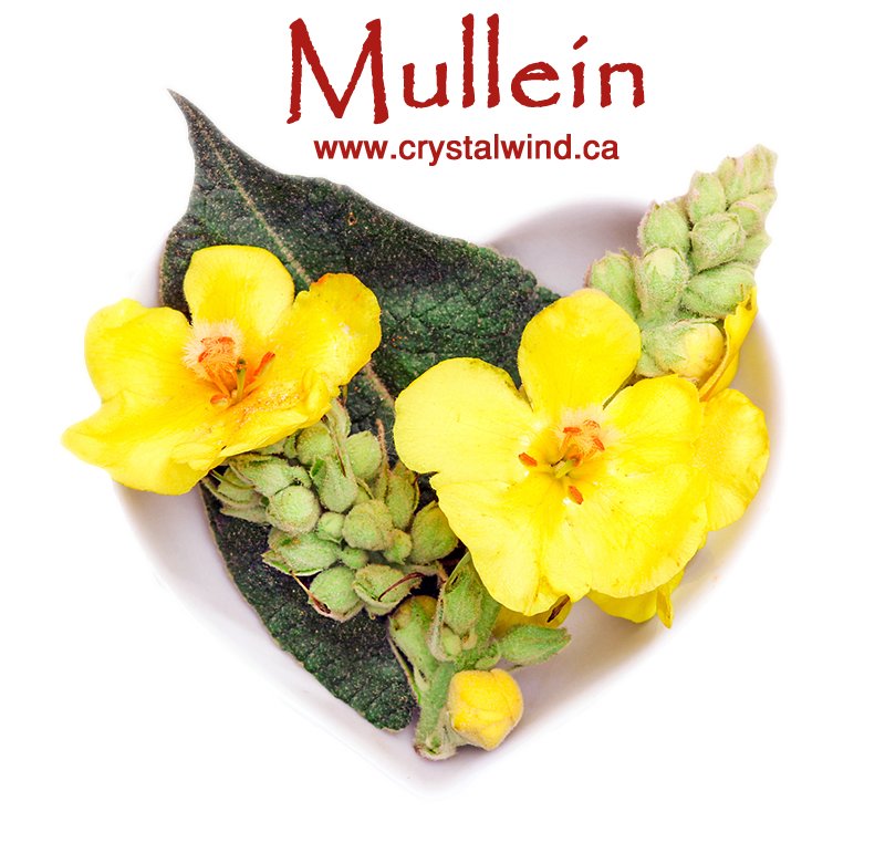 Mullein Mullein