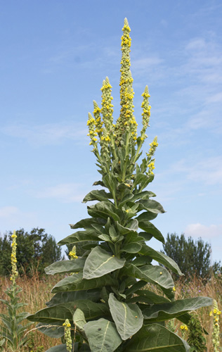 Mullein Plant mullein_plant