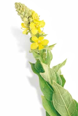 Mullein Flower Stalk mullein_flower_stalk