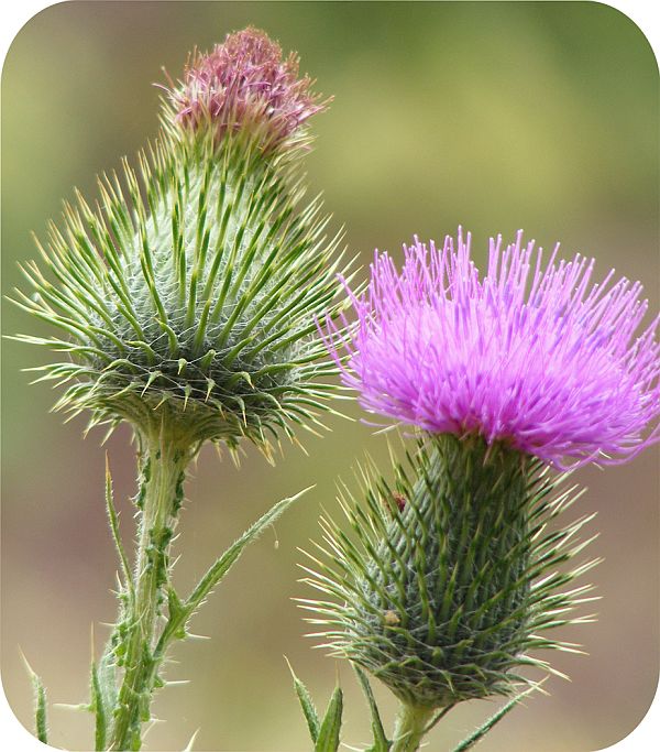 Thistle