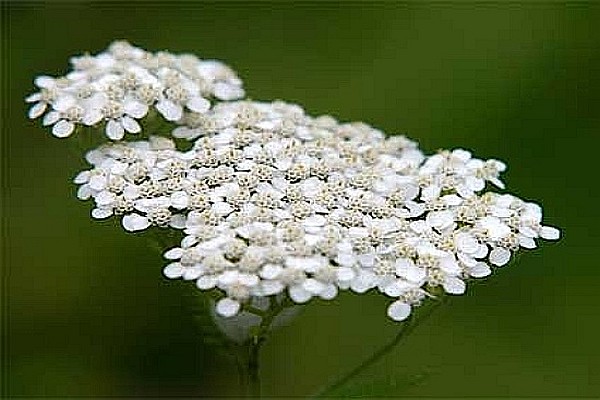 white yarrow