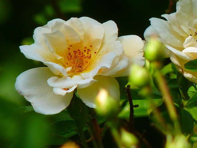 wild_rose