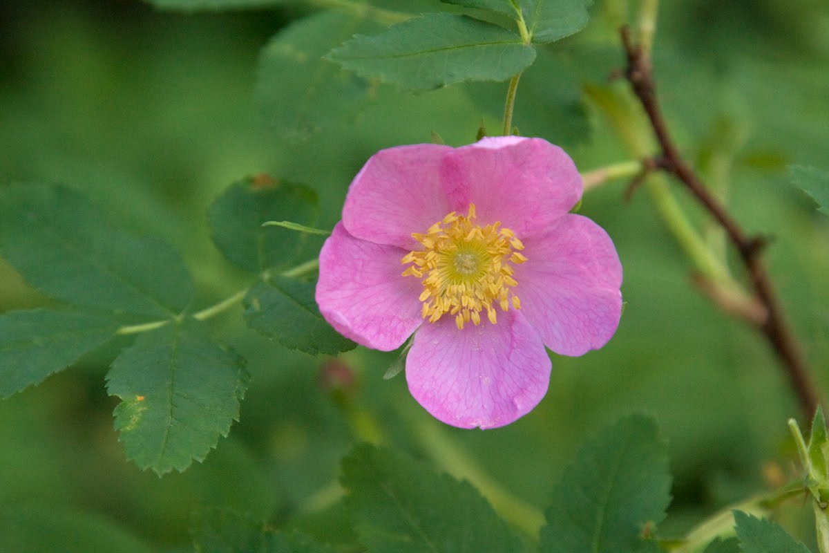 CrystalWind.ca - Wild Rose | Medicine Wheel Plants