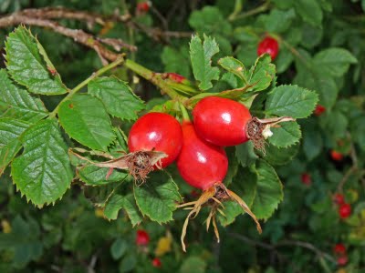 wild_rose_hips