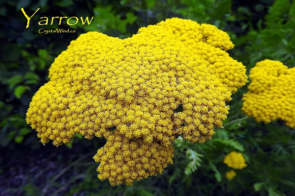 Yarrow