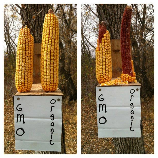 GMO Corn gmo_corn
