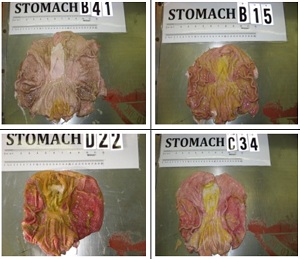 gmo_pig_intestines