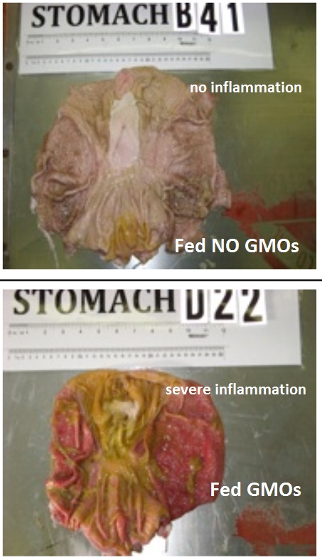 gmo_pig_intestines_inflammation