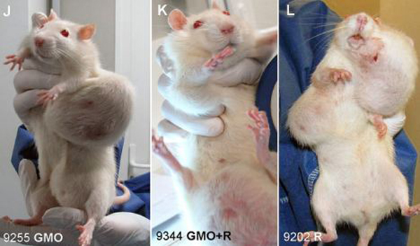 rat_tumor_gmos