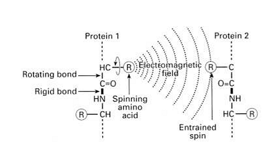 protein